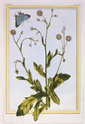 L&39;Erigeron de Philadelphie（Canadian Fleabane）、1776年頃（手塗りの彫刻）